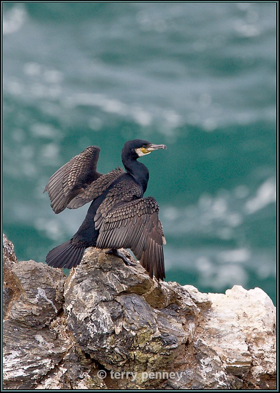 Cormorant - Birds