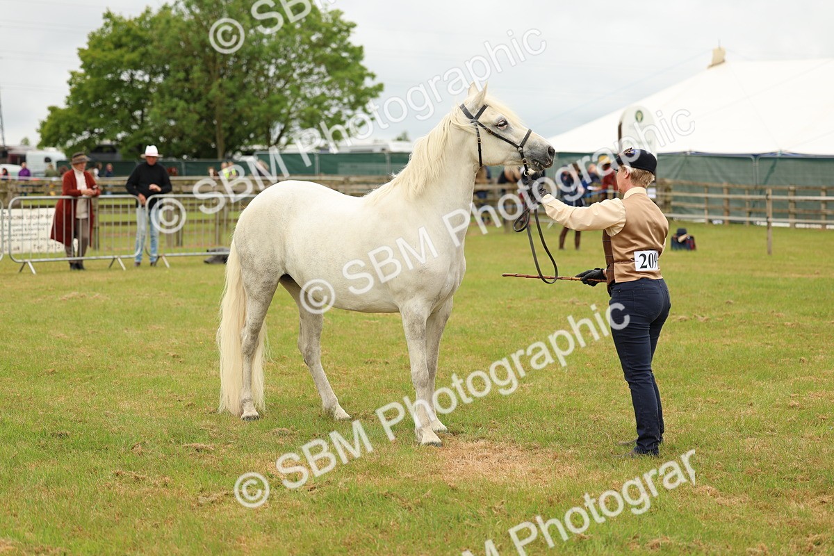 SBM_04218 - Class 64-67 - Shetland Pony In Hand