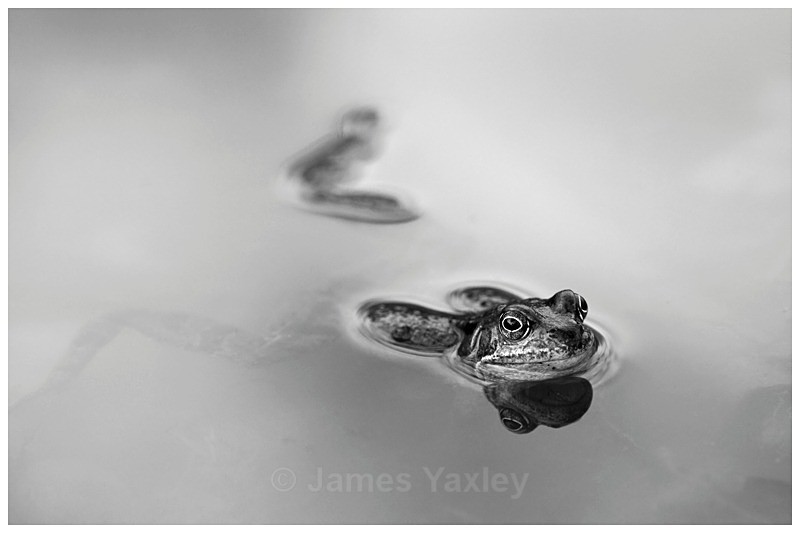 1 Alone - Best of British Wildlife