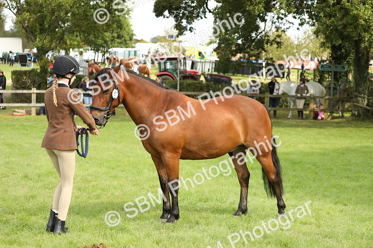 SBM_62833 - S46 - Mountain & Moorland In Hand Small Breeds