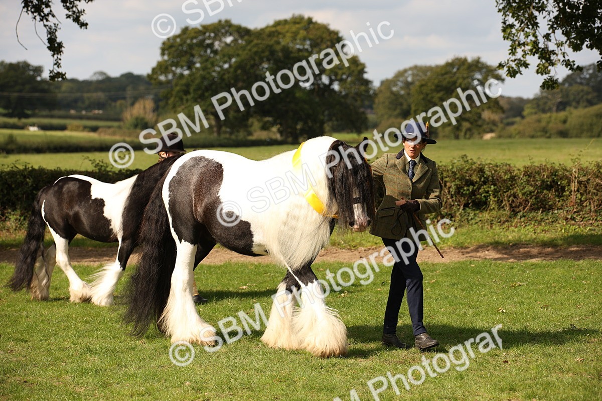 SBM_62326 - S55 - Traditional Cob In Hand