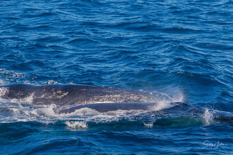 HB Heat Run2. 0A3A6737 - 2025 Hervey Bay Whales