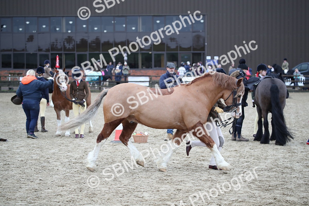 SBM_006191 - Class 10-13 - RIHS Small Large Breeds