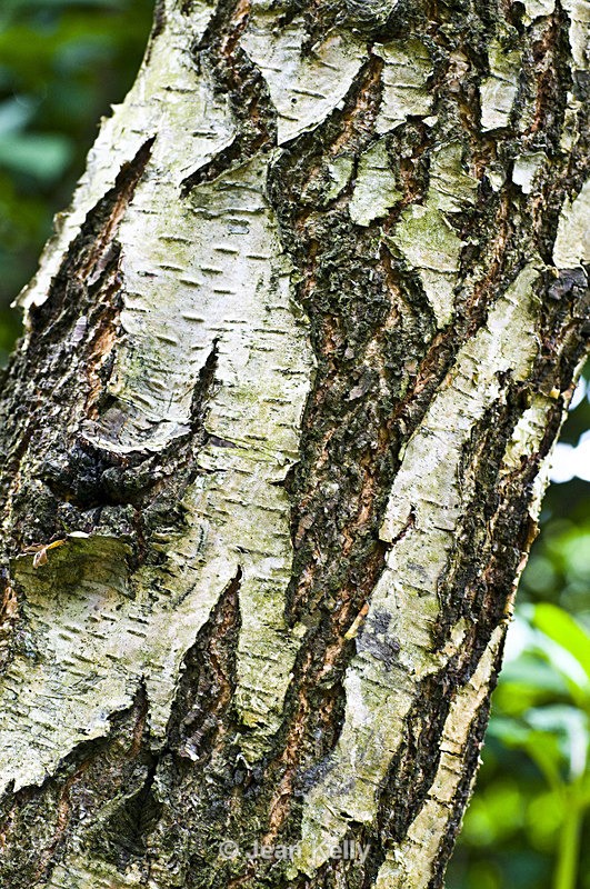 Tree - 4333 - Trees