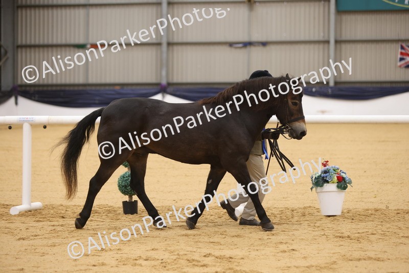 20260913-1158 - Class 110 - Bred In Other In Hand