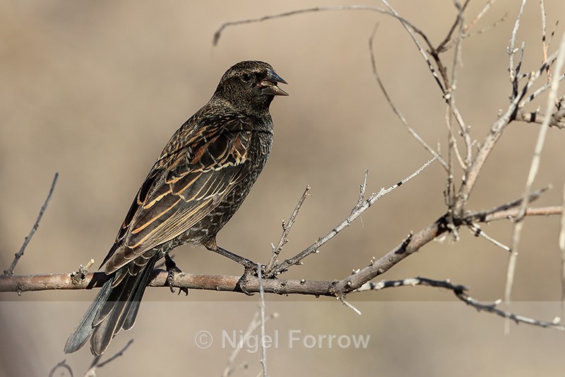 Red-winged Blackbird (female) perched, Bosque del Apache, New Mexico - Red-winged Blackbird