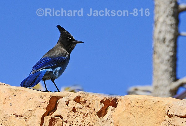 Steller's Jay - Birds