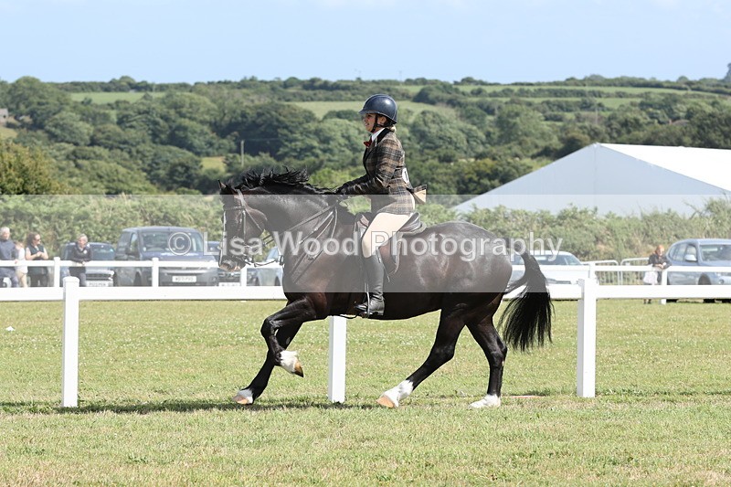 JPP_2323 - Class 19: Working Hunter 60cm