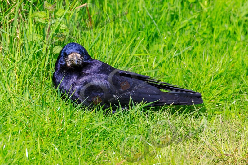 rook Corvus frugilegus-5537 - UK birds