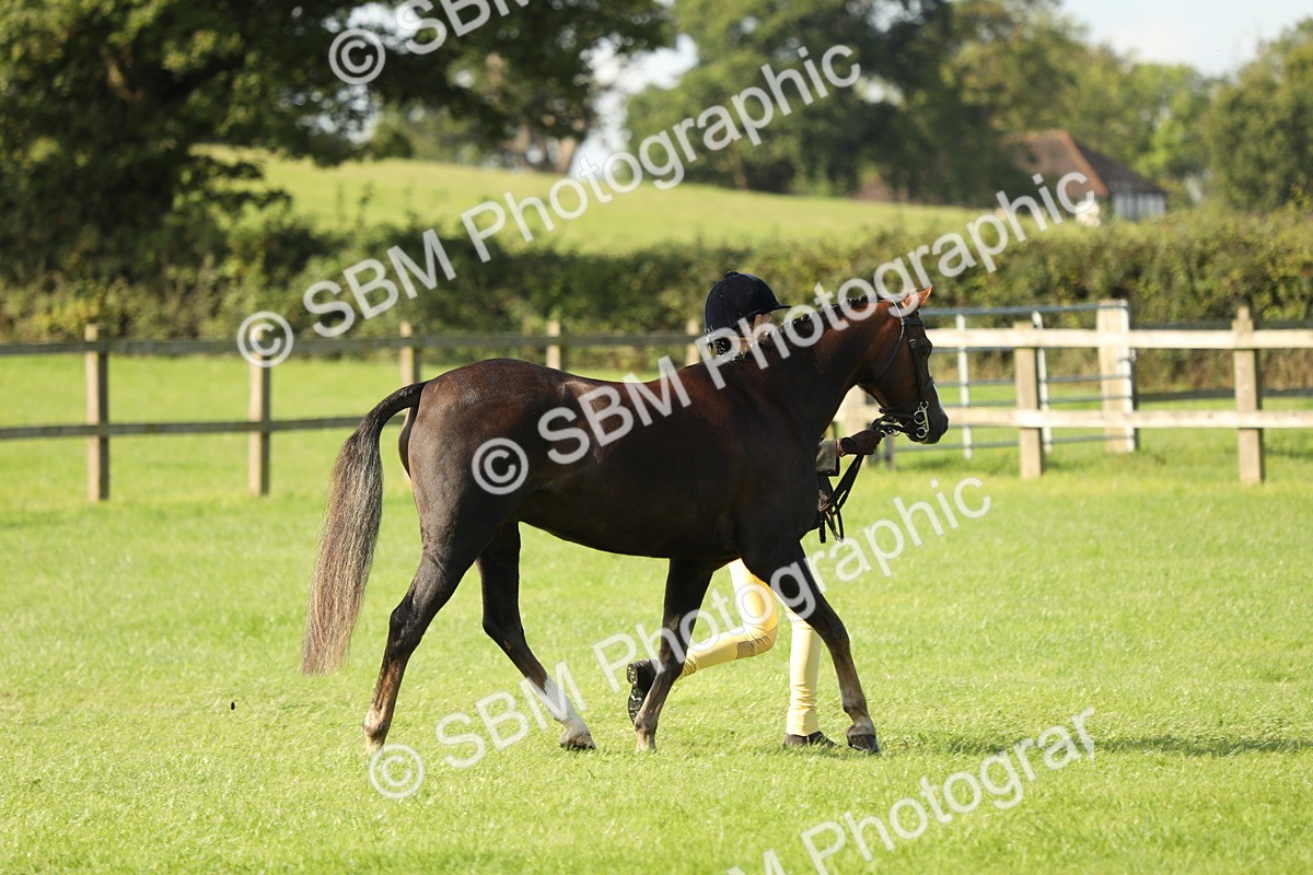 SBM_61073 - S44 - Part Bred Pony In hand