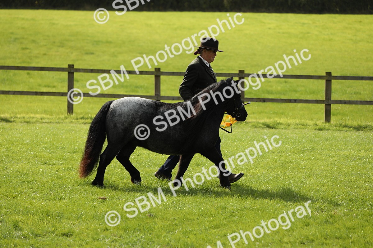 SBM_62890 - S46 - Mountain & Moorland In Hand Small Breeds
