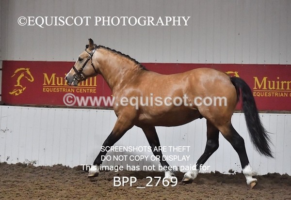 BPP_2769 - LOOSE JUMPING / SPSS