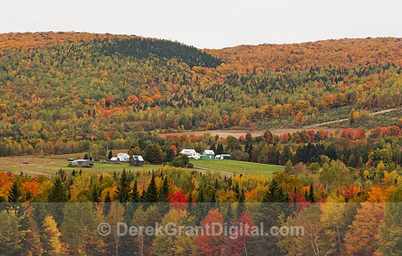Autumn Foliage Carleton County New Brunswick - Autumn Foliage