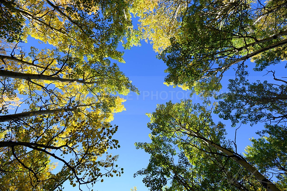 DSC_2939 - Trees