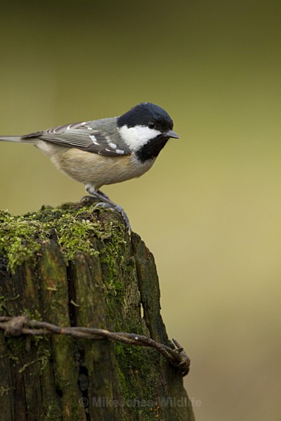 COAL TIT REF CT 1 - THE COAL TIT