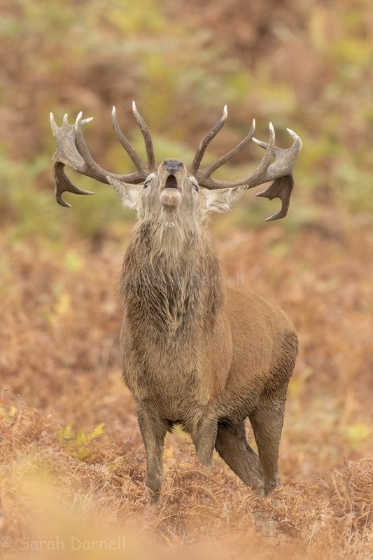  - Deer for Graham