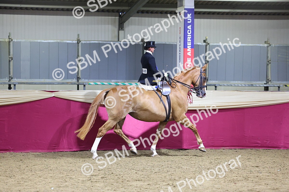 0B8A4264 - Class L Side Saddle Champ