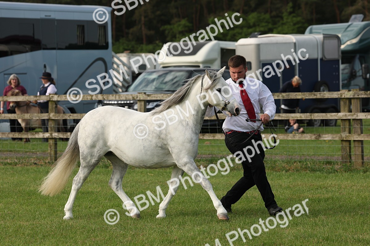 SBM_00549 - Class 6-13 - Mountatin and Moorland In Hand Welsh Breeds