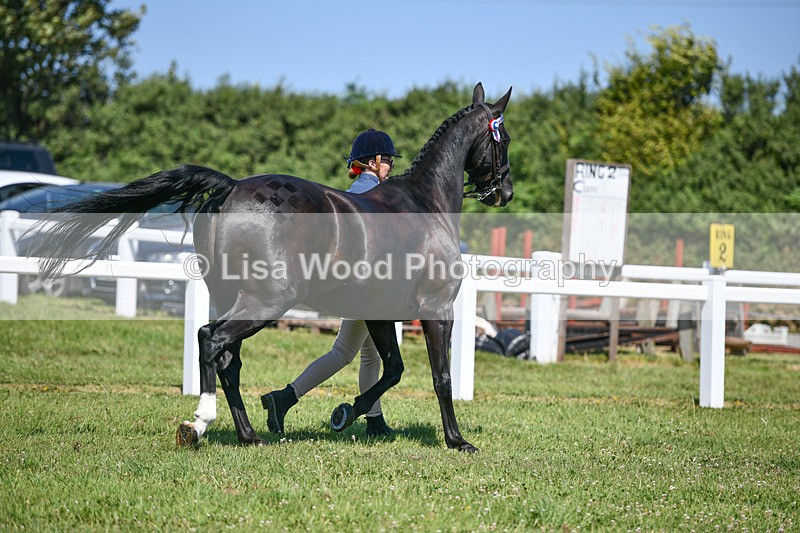 DSC_6903 - Class 58: Hunter/Riding Horse/Hack  4 yr olds +