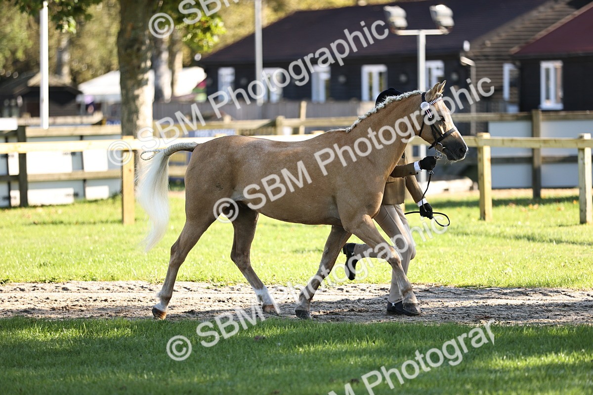 SBM_15862 - S1 - TSR in Hand Horse & Pony Showing