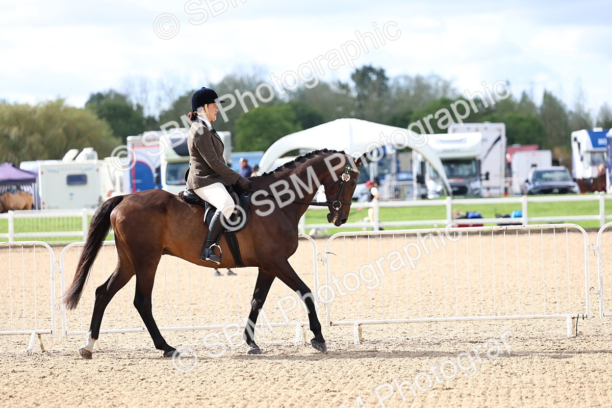SBM_10746 - Class 305 - Ridden Foreign Breeds - Pure Bred