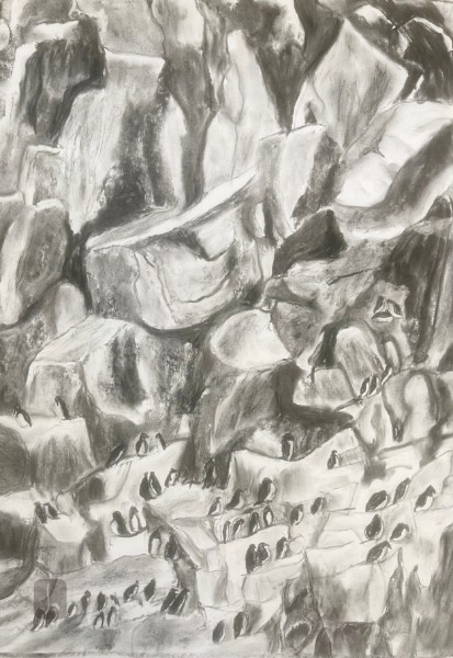 Cliff ledges with guillemots - departures and returns