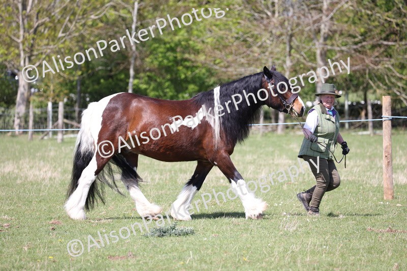 20250427-2964 - Class 27 - Coloured Horse and Pony