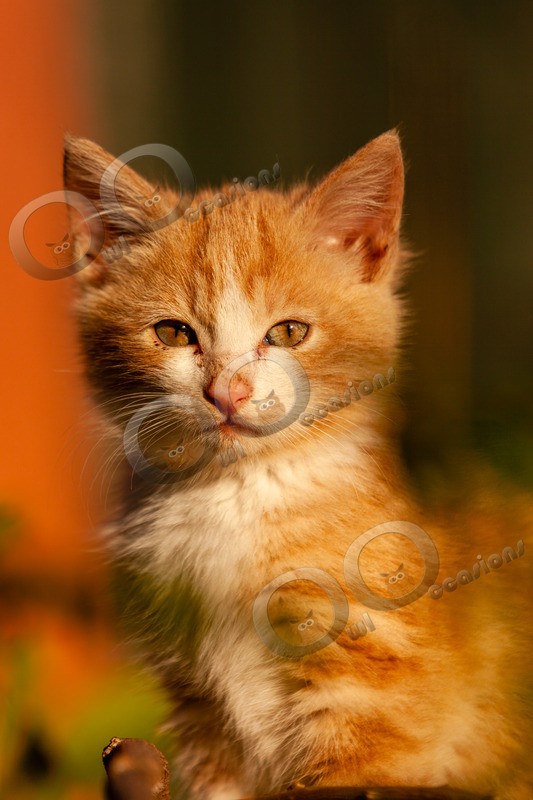 Cat domestic-3217 - Pet Photography