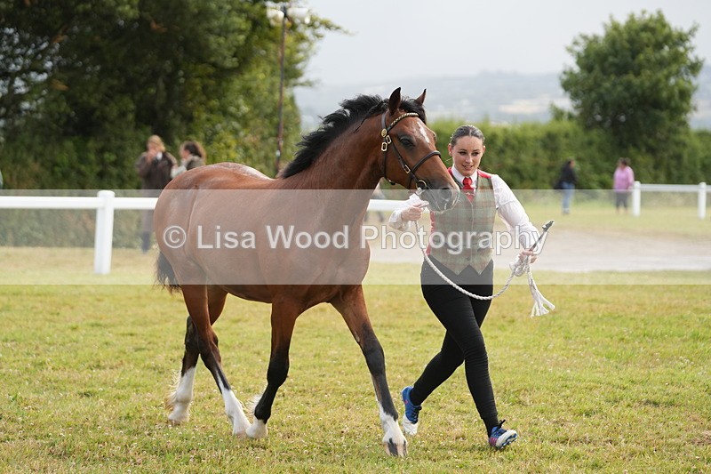 DSC04774 - Class 47: NPS M&M Yearling