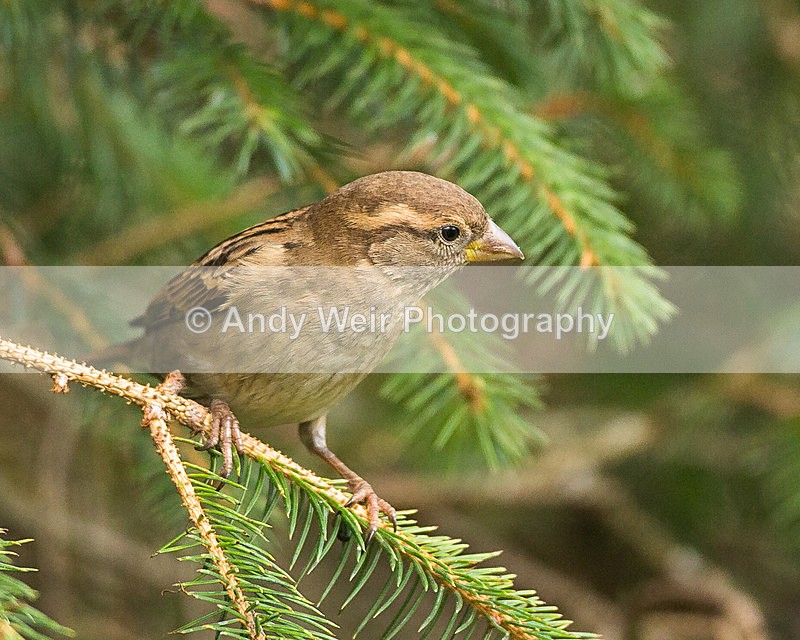 20131124-3K8A7937 - House Sparrow