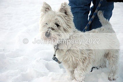 Teddy - Walking the Dog