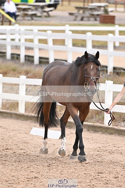 250716-143034-01143 - Trot Up 2.30 to 3.30