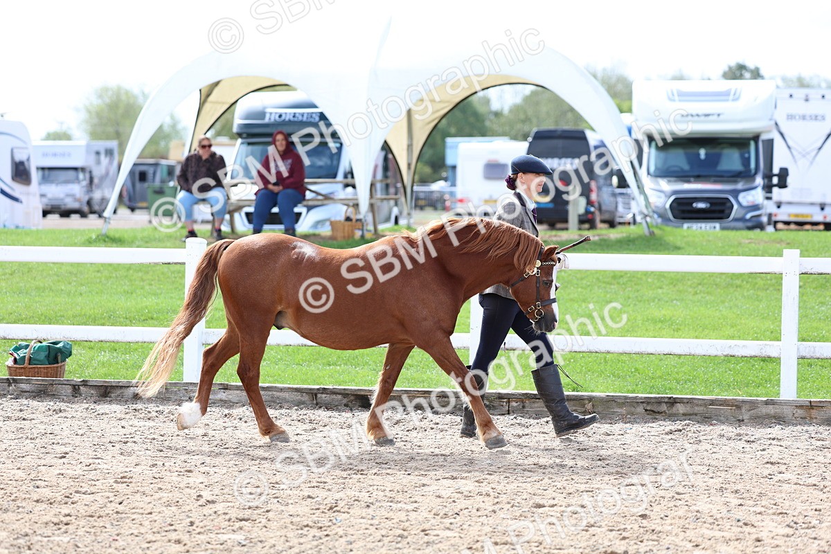 SBM_01894 - Class 18 - Handsomest Gelding - IH or Ridden