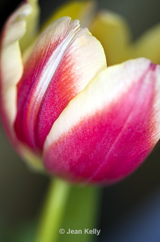 Flower - 6475 - Pink