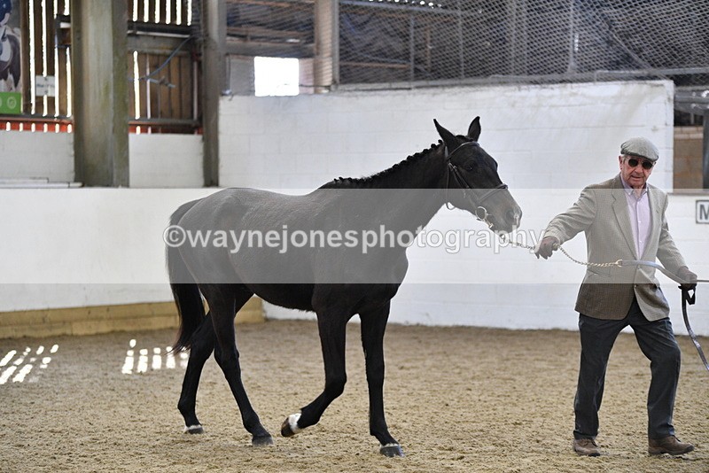 WJ5_4792 - Class 3 Part Bred In hand