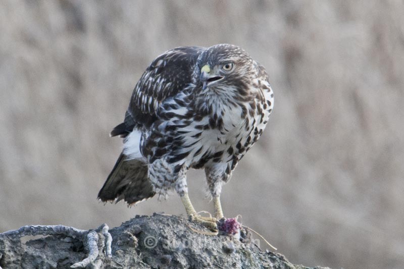  - Red-tailed Hawk