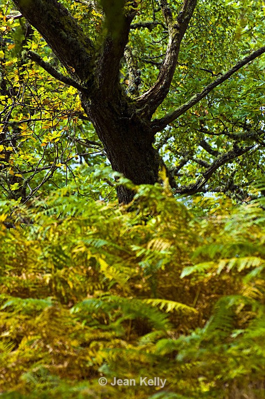 Tree - 7612 - Trees