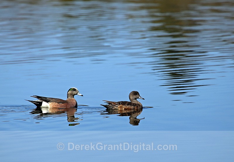 American Wigeon Mating Pair Male Female Anas americana - Birds of Atlantic Canada