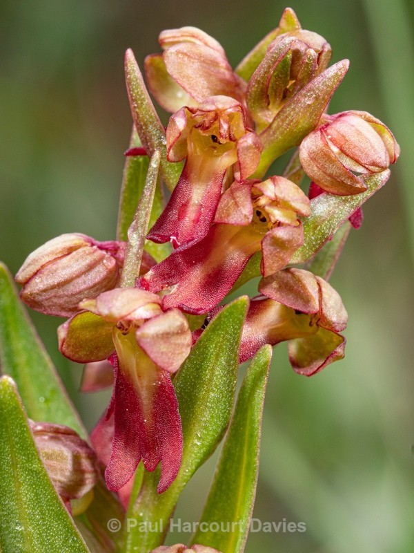 Frog Orchid (Coeloglossum viride - Wild Orchids