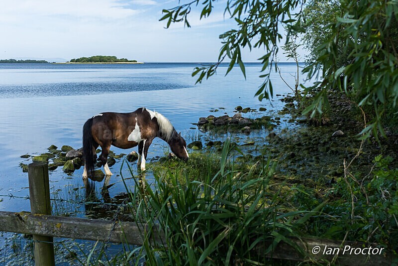 Horse grazing on shore of Lough Neagh, Oxford Island. - Nature
