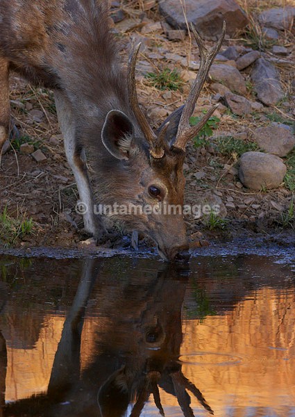 Sambar deer - drinking - India