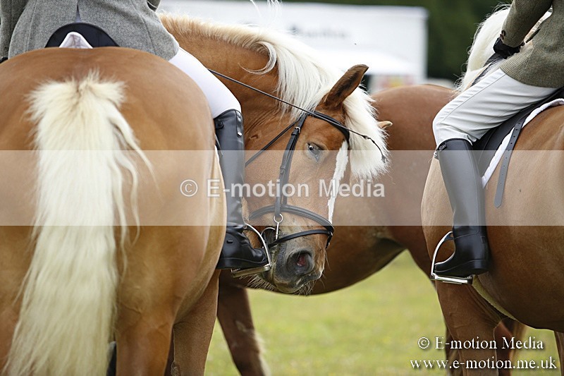 BVR160717-331 - Ring 1 BVRC Show 16/07/17