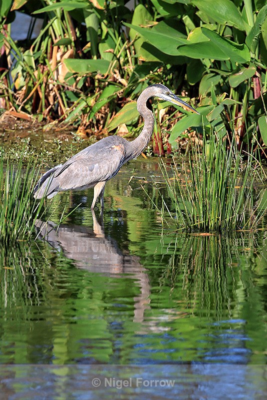 Great Blue Heron reflection, Wakodahatchee Wetlands, Florida - Great Blue Heron