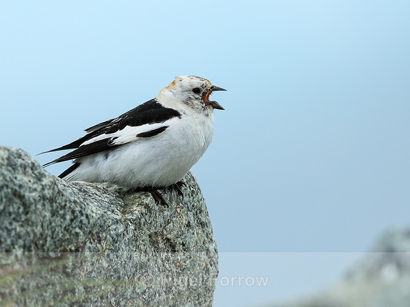 Snow Bunting singing from rock, Jokulsarlon, Iceland - Snow Bunting