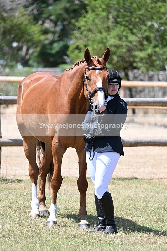 WJ7_2374 - Class 5a Most Handsome Gelding in hand (above 14.2hh)