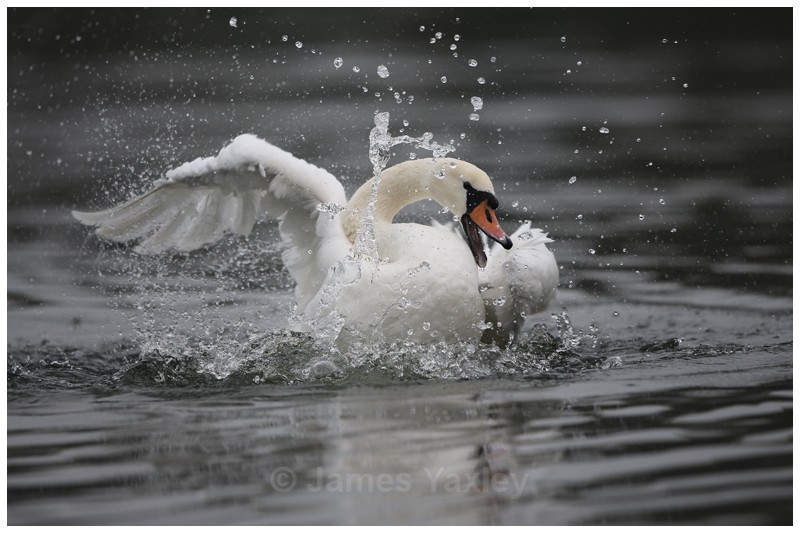 Mute Swan Bathing 2 - River Scrape & Lake