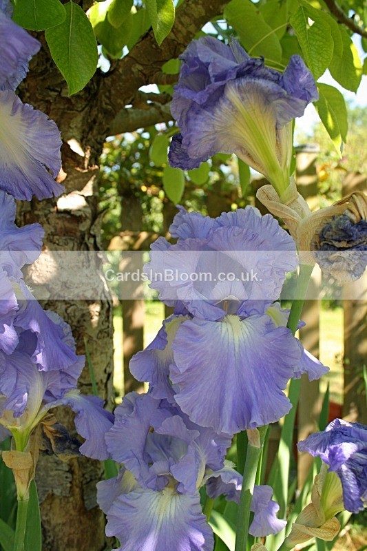 Iris 1004 - IRISES