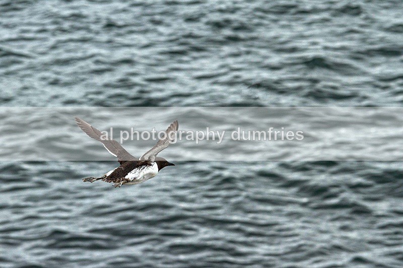 _CNP0691 - Farne Isles