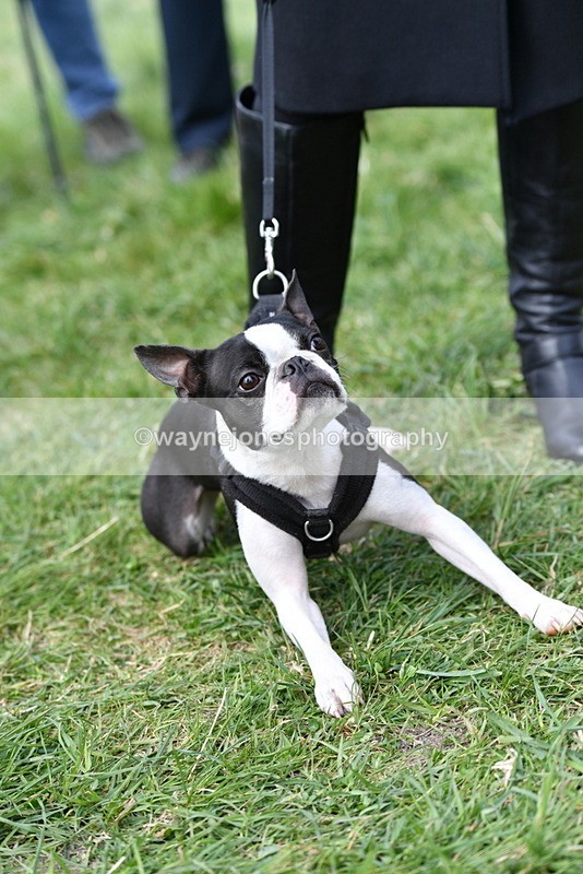 WJ5_0580 - Class 7 Best Terrier