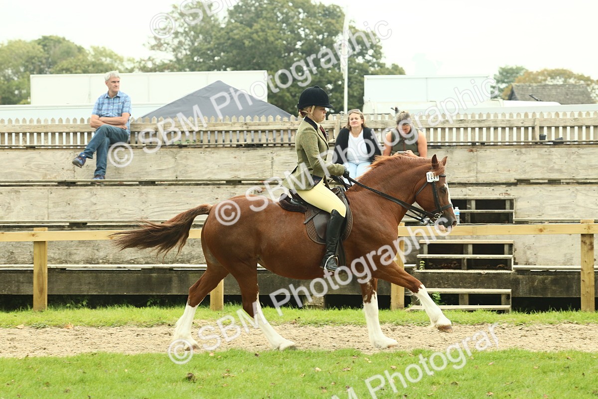 SBM_72133 - S60 - Mountain & Moorland Ridden Large Breeds